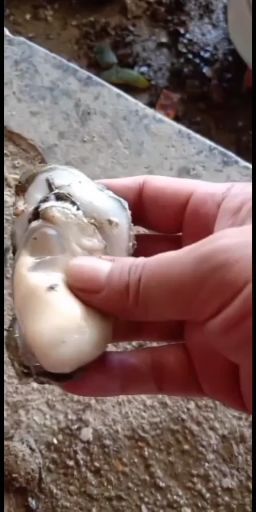 湛江养殖户，生蚝，价低，肉肥，新鲜，质量保证