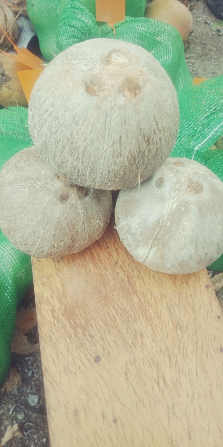 椰子  海南天然粗抛椰皇，外表不上蜡不打油，最环保最健康绿色产品