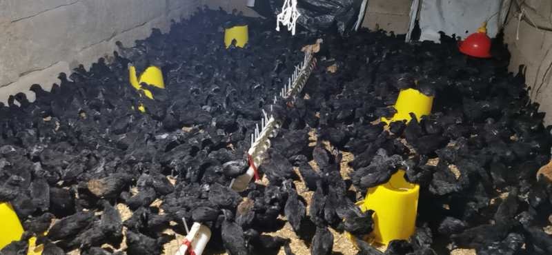 简阳市 乌骨鸡苗  五黑一绿   乌皮  黑羽