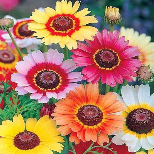 宿迁 花环菊种子 三色菊花种子混色花海花籽花种籽包邮四季易活耐寒