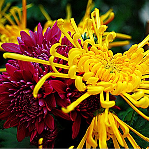 皇冠菊苗  菊花苗四季開花菊花盆栽地栽重生苗室內(nèi)外陽臺好養(yǎng)耐