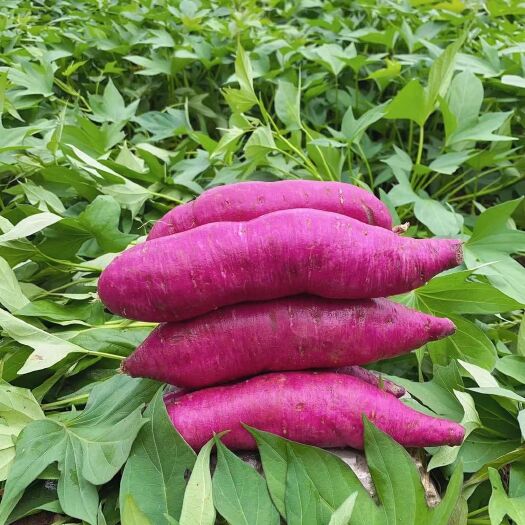 紫罗兰紫薯  紫薯，基地直供，量大优先！