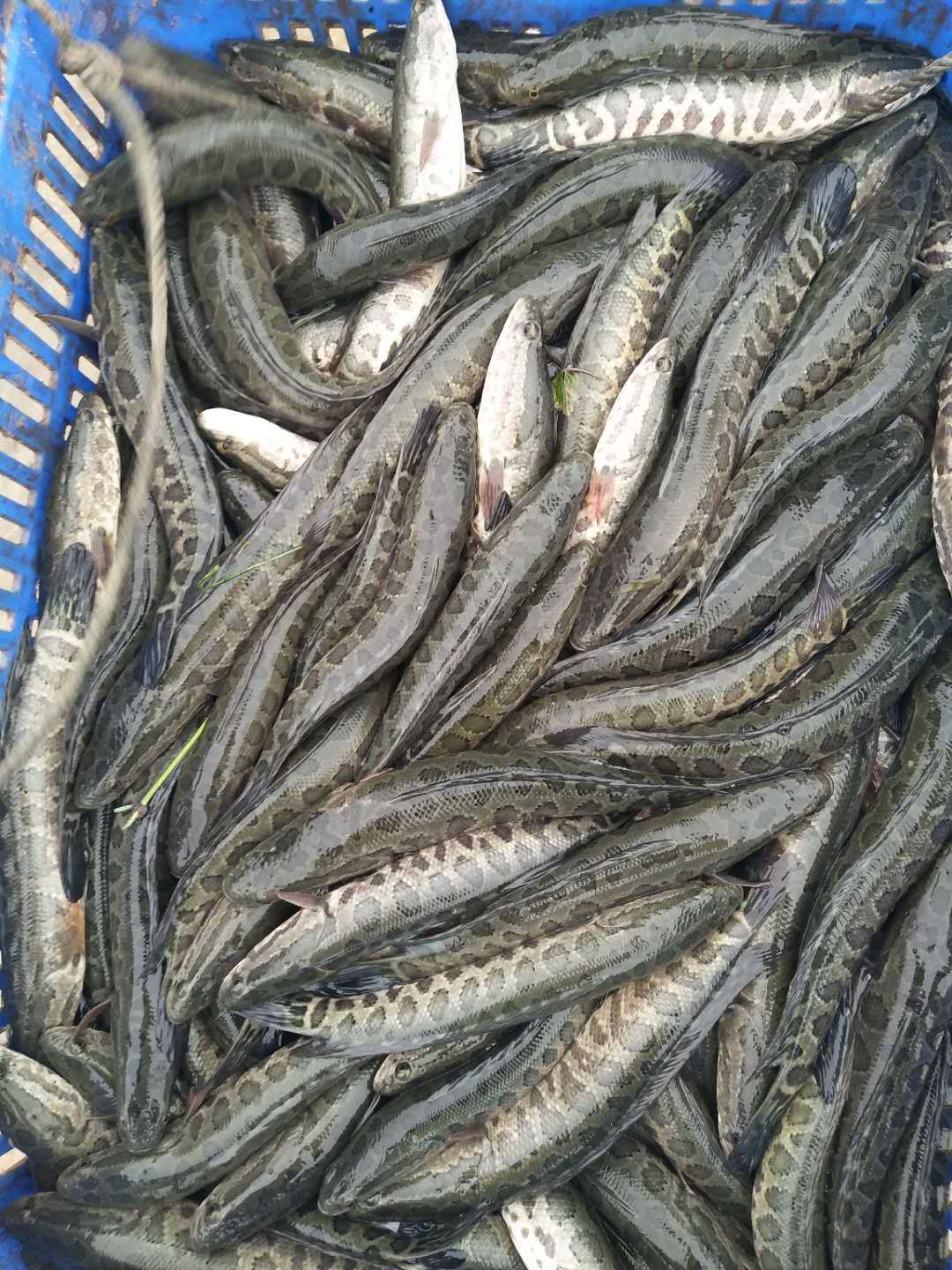 烏鱧苗   烏魚苗【又名黑魚，七星魚】2020新苗，優(yōu)惠批發(fā)，質(zhì)量保證