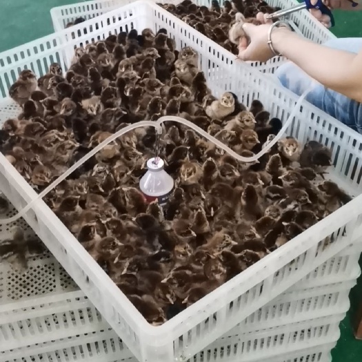 成都 正宗商标血毛土鸡
