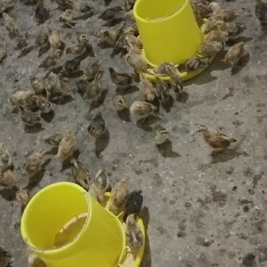 习水县肉鸡苗 统货