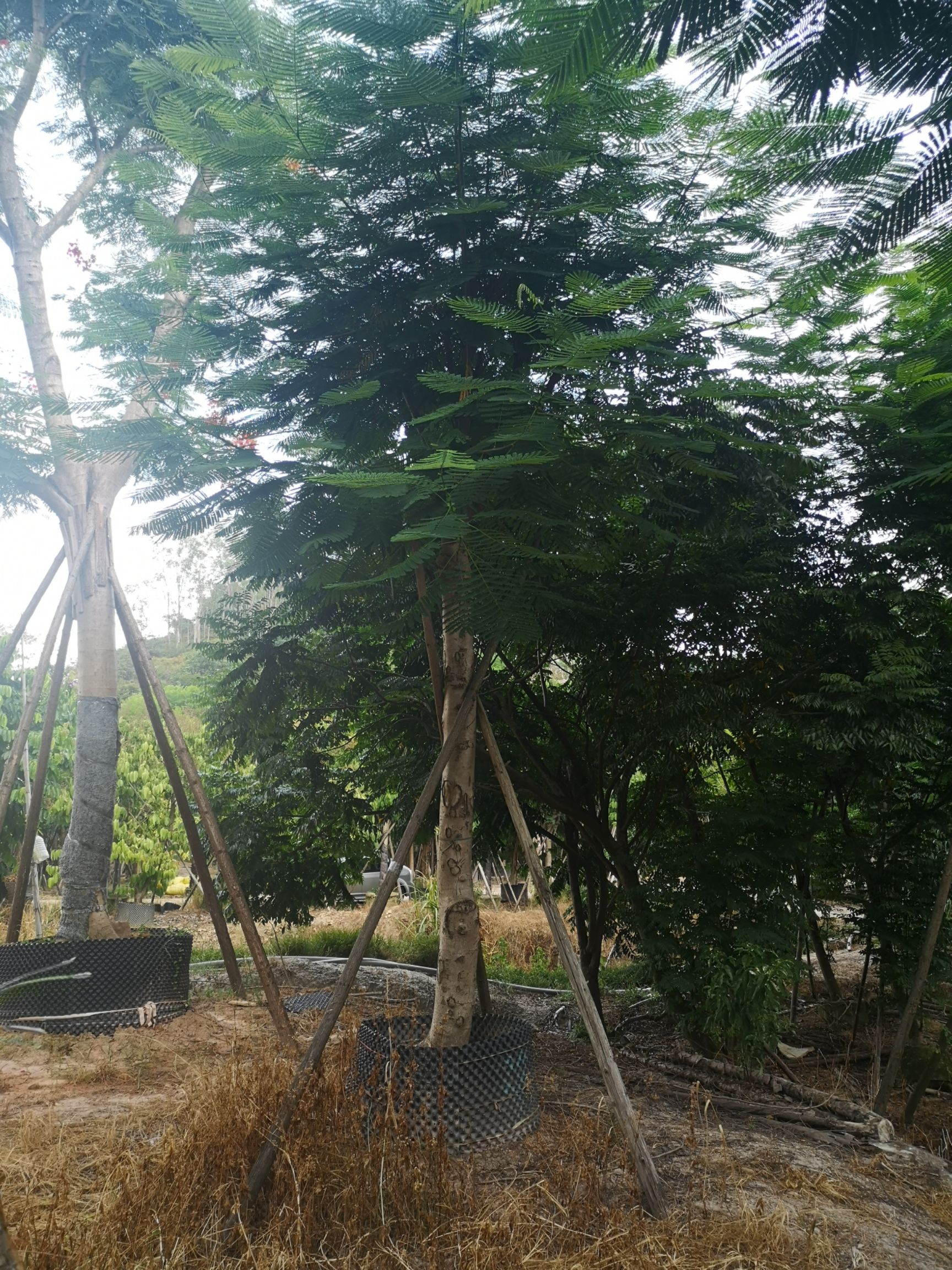凤凰木  红花楹 基地批量销售各种规格齐全15-35公分