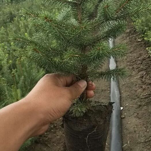 柳河县 云杉杯苗
