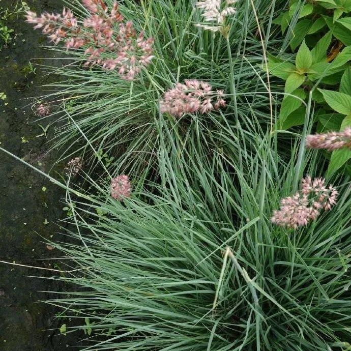  牧草种子 正宗优质糖蜜草种子 家禽饲料防沙固土草观赏草籽