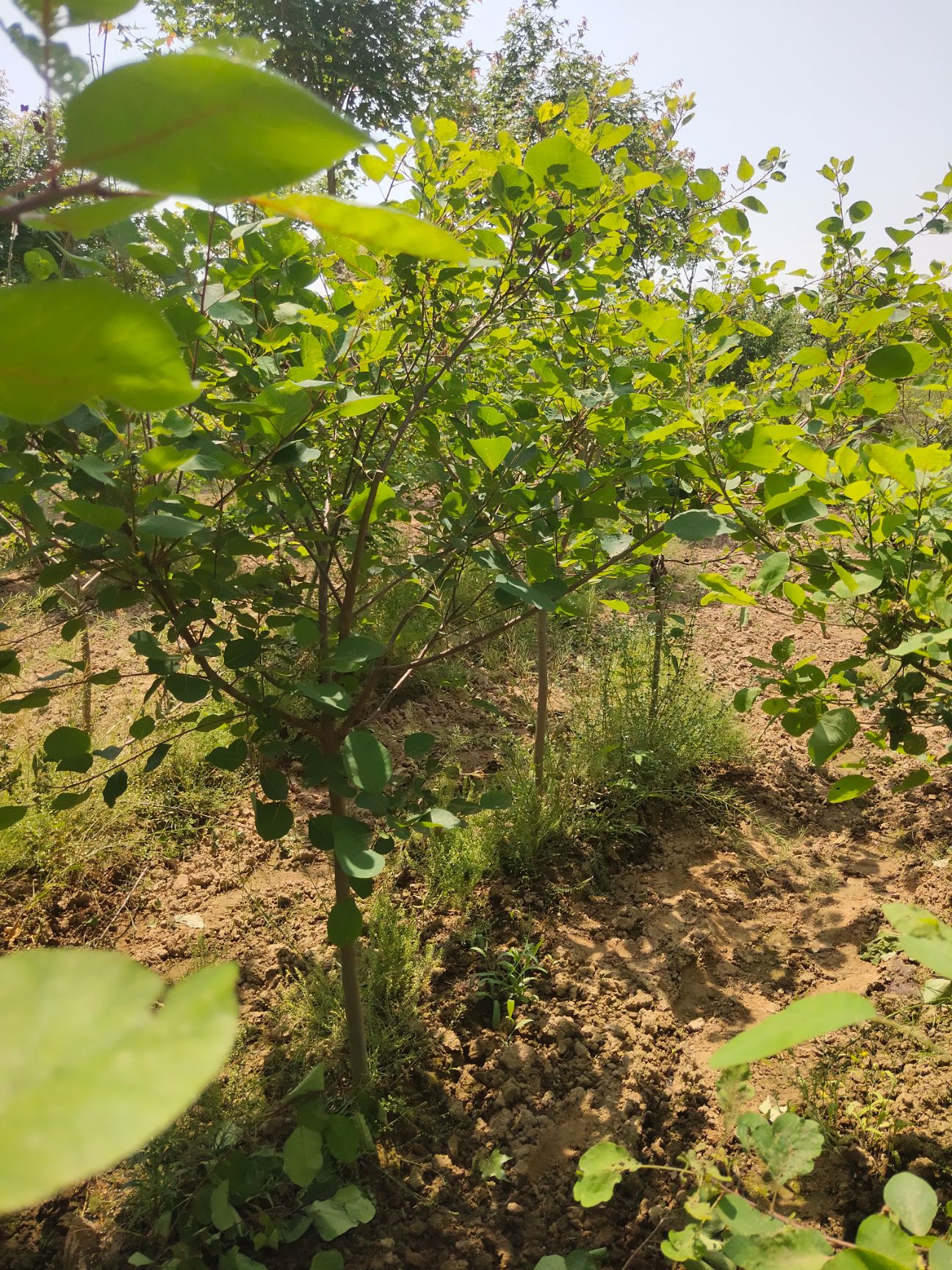  黄栌