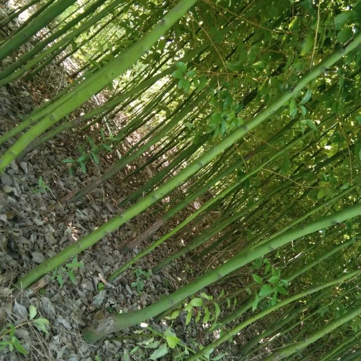 太和县 青杆香樟苗