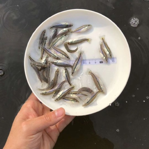 湘潭县 正宗加洲鲈鱼苗大口黑鲈魚苗支持送货，农村也发货
