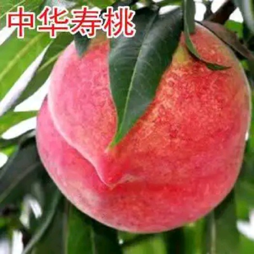平邑县 桃树苗 中华寿桃 果树苗山东桃树苗早中熟新品种