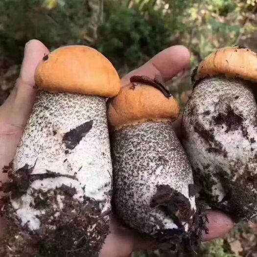 理塘县牛肝菌 鲜牛肝菌