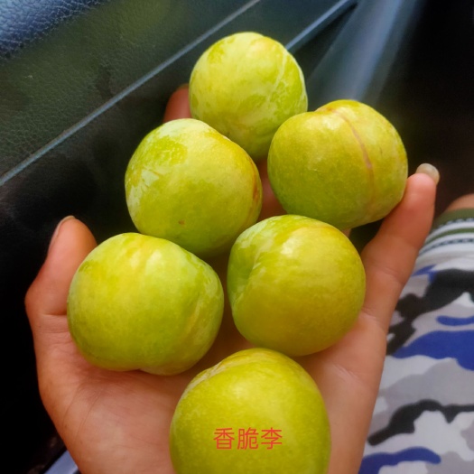 李子云南文山特产（香脆李，香酥李）脆皮、味甜、多汁、离核，，