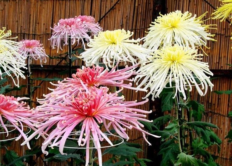 皇冠菊苗  菊花苗四季開花菊花盆栽地栽重生苗室內(nèi)外陽臺好養(yǎng)耐