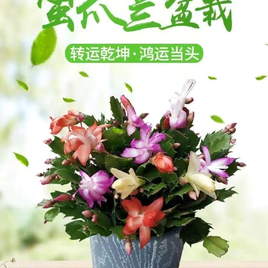 平邑县 蟹爪兰盆栽大苗 带根  室内阳台绿植多色  多肉植物四季开