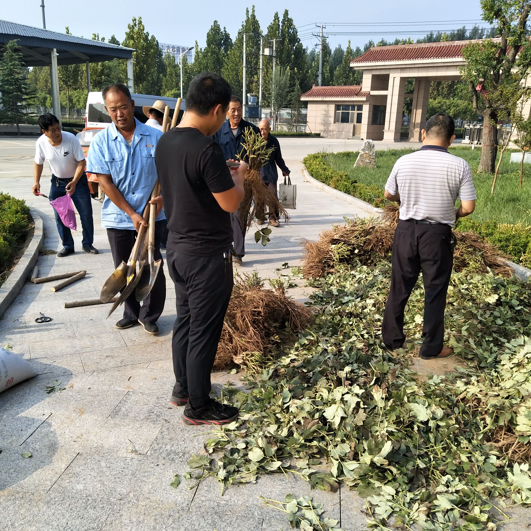  精品牡丹芍药花，
