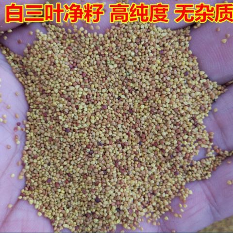 南宁白三叶草种子 红三叶草种子 四季青多年生草坪果园绿肥花种籽