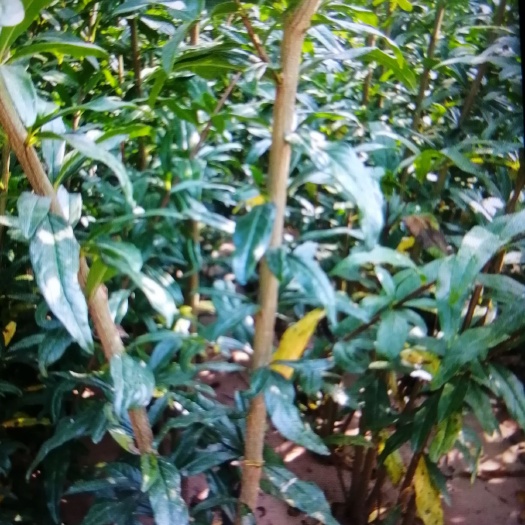 平邑县蒙阳红石榴苗  成品石榴苗