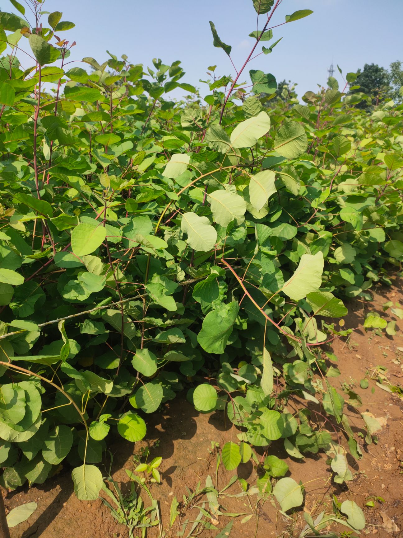 叢生黃櫨  黃櫨 黃櫨杯苗 黃櫨價格 黃櫨產(chǎn)地 黃櫨種植基地