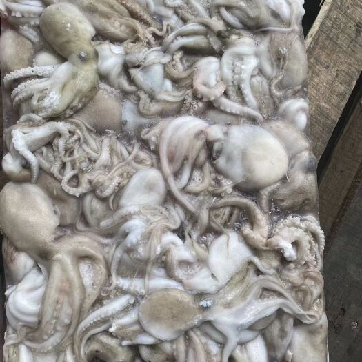 福州 马来章鱼  50/100