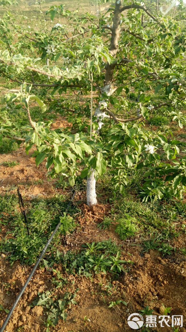 果树 温室 地插微喷，可调大小滴灌微喷头，涌泉式喷头