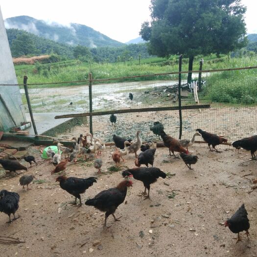 宜春 散养土鸡