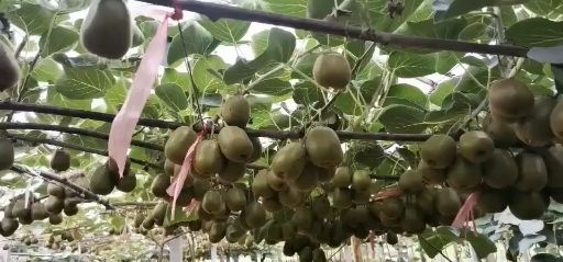 建德市 高山富晒绿色食品，正宗红阳红心猕猴桃，欢迎各位老板前来订购
