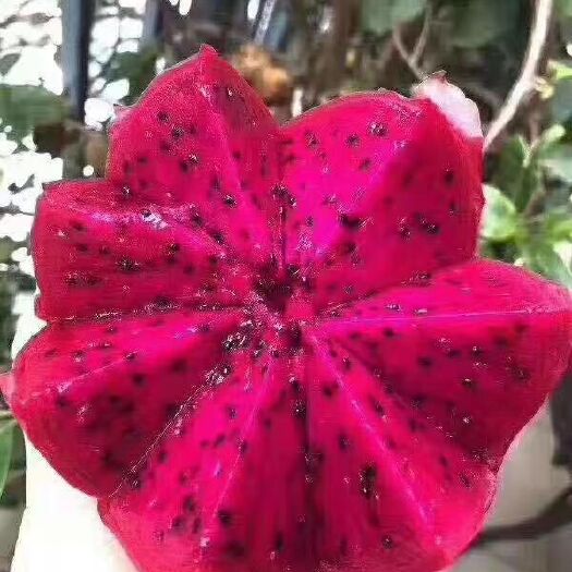 隆安县红心火龙果