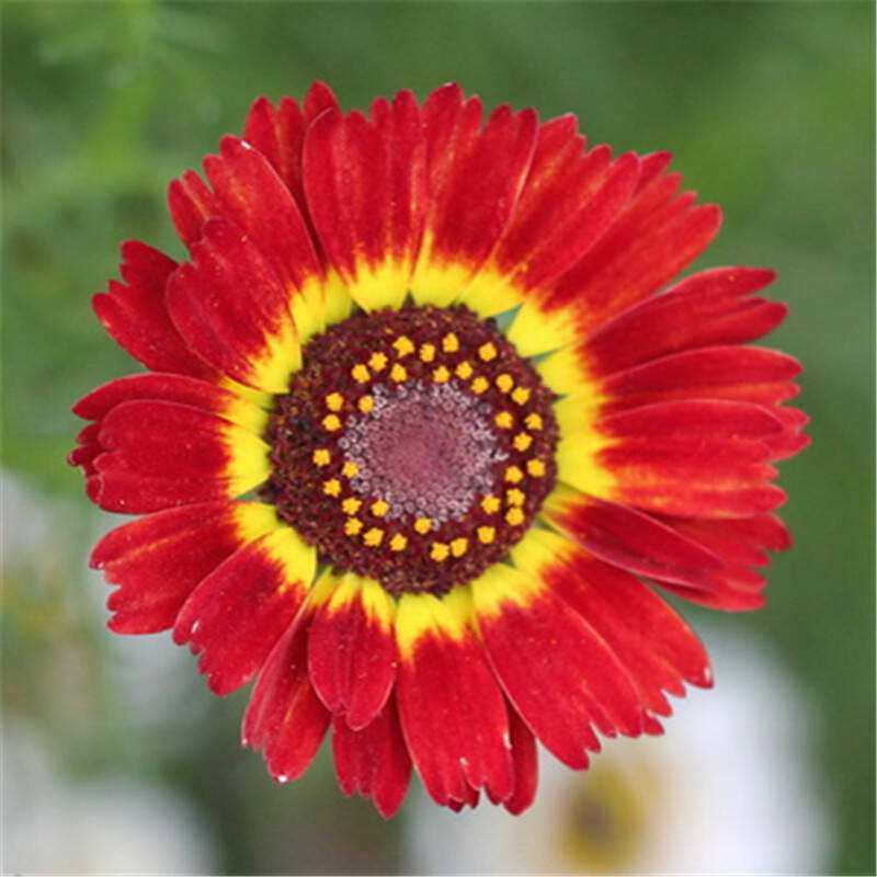  花环菊种子 三色菊花种子混色花海花籽花种籽包邮四季易活耐寒