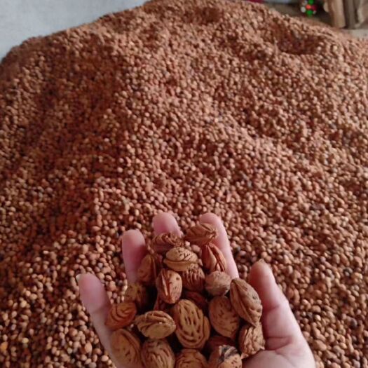 桃树种子  ，毛桃种子，桃种，全新发芽率百分之98