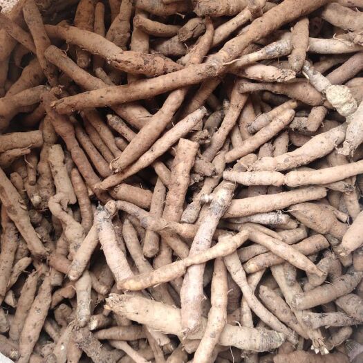 墨江县 仙茅