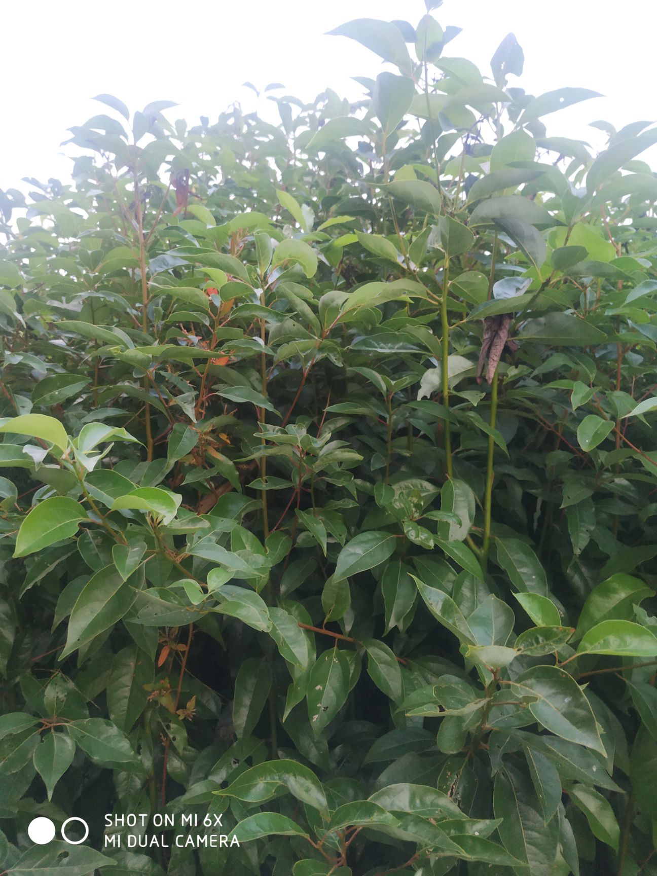 小叶樟  小叶香樟苗大量供应价格优惠！