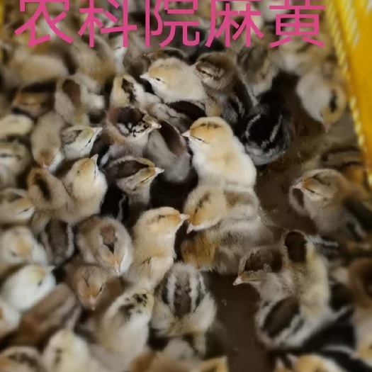 广州K9鸡苗  农科院麻黄K9公 中鸡大鸡 全国发货