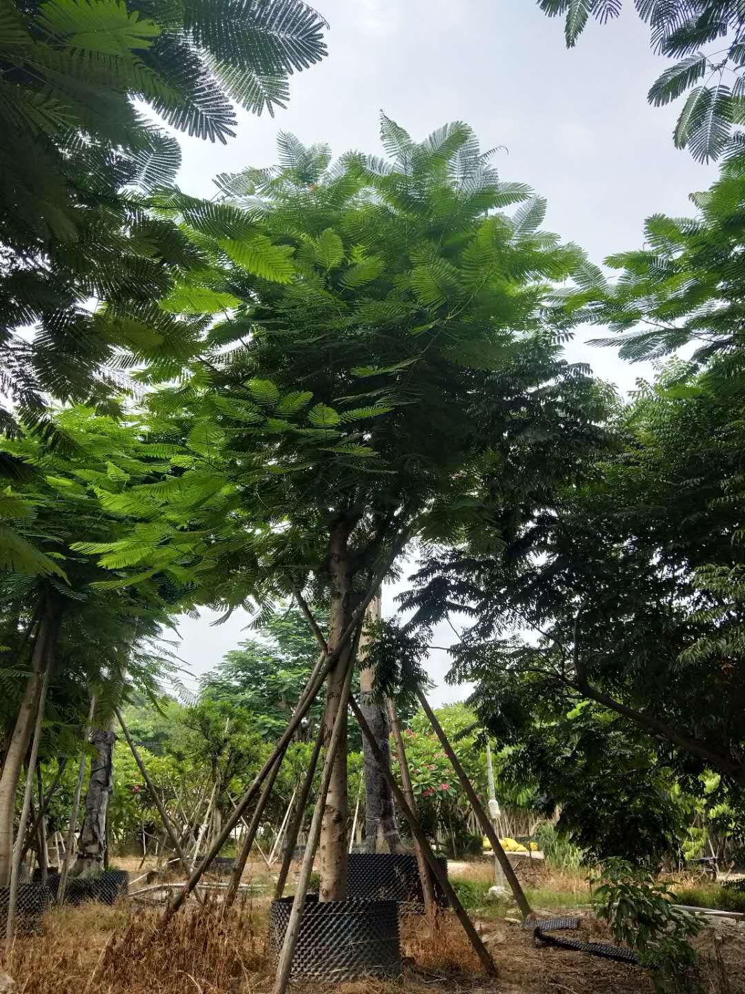 凤凰木  红花楹 基地批量销售各种规格齐全15-35公分