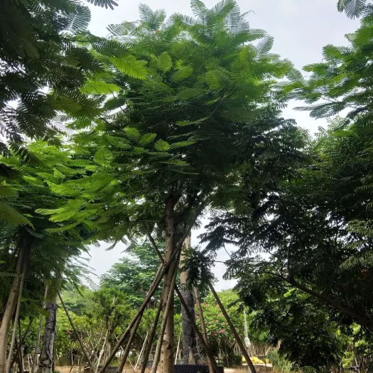 漳州凤凰木  红花楹 基地批量销售各种规格齐全15-35公分
