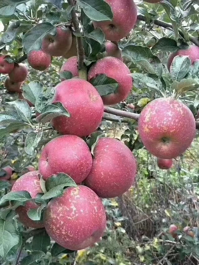  云南昭通高原苹果，香脆带皮吃，很甜