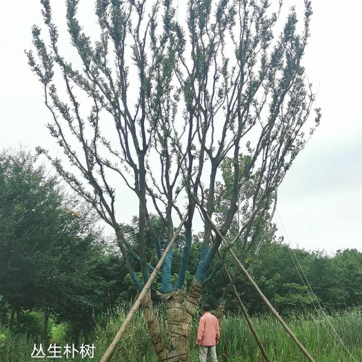 句容市丛生朴树（50-120公分）