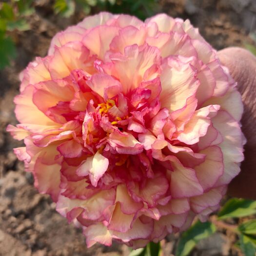 菏泽 精品牡丹芍药花，