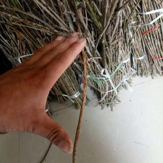 单县 大量供应金蝉枝条，，欢迎捎扰，，竹柳树苗