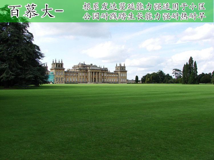 草坪种子 矮生百慕大种子四季常青耐旱耐践踏护坡固土草坪草籽种子绿化庭院