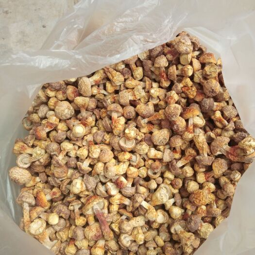 内丘县 黄色姬松茸产地直销量大