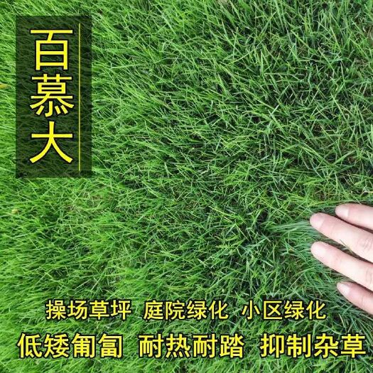宿迁草坪种子 矮生百慕大种子四季常青耐旱耐践踏护坡固土草坪草籽种子绿化庭院