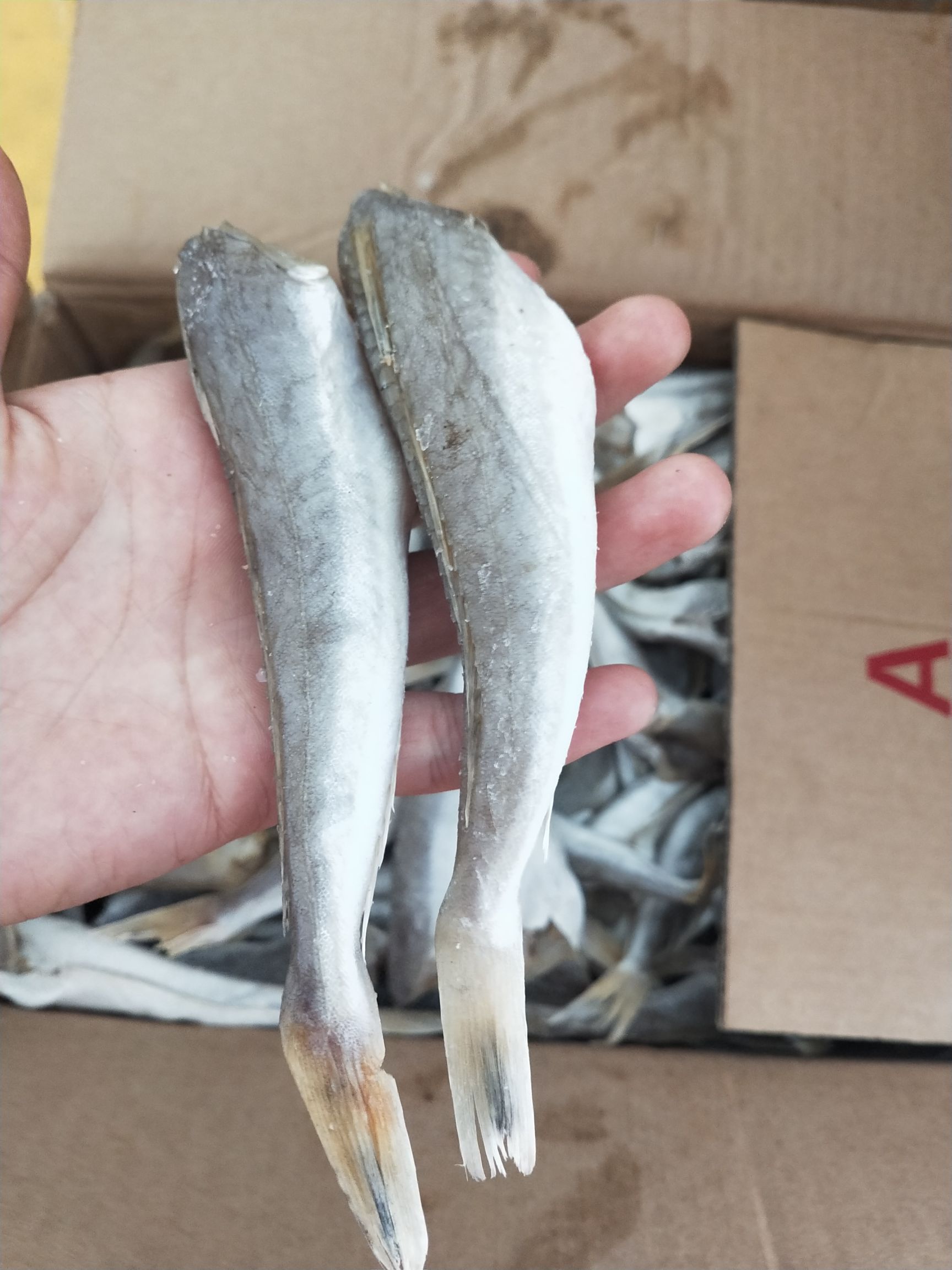 濱州咸魚  皮棍魚，咸的，去頭去內臟的，質量超級好，賣相好，大量現貨