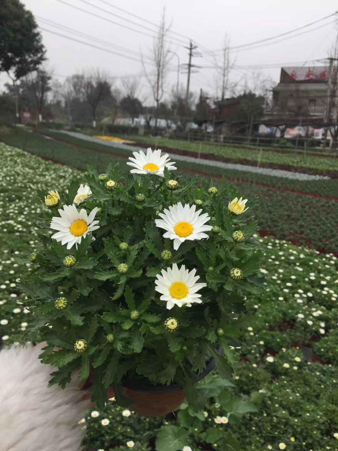 白晶菊
