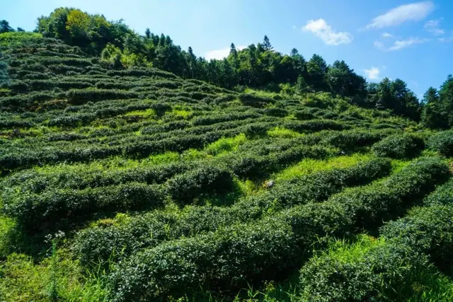 东兴市矮脚乌龙 1-2年