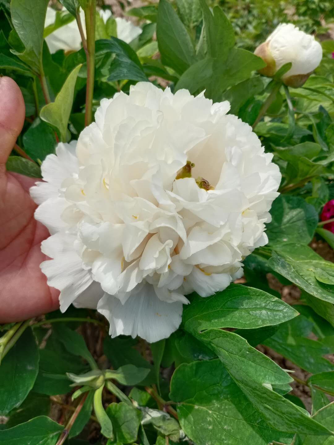  精品牡丹芍药花，