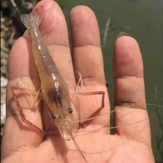 南宁基围虾苗  南美白虾苗，罗氏虾苗养殖基地批发，各种淡水虾苗大 中小规格。