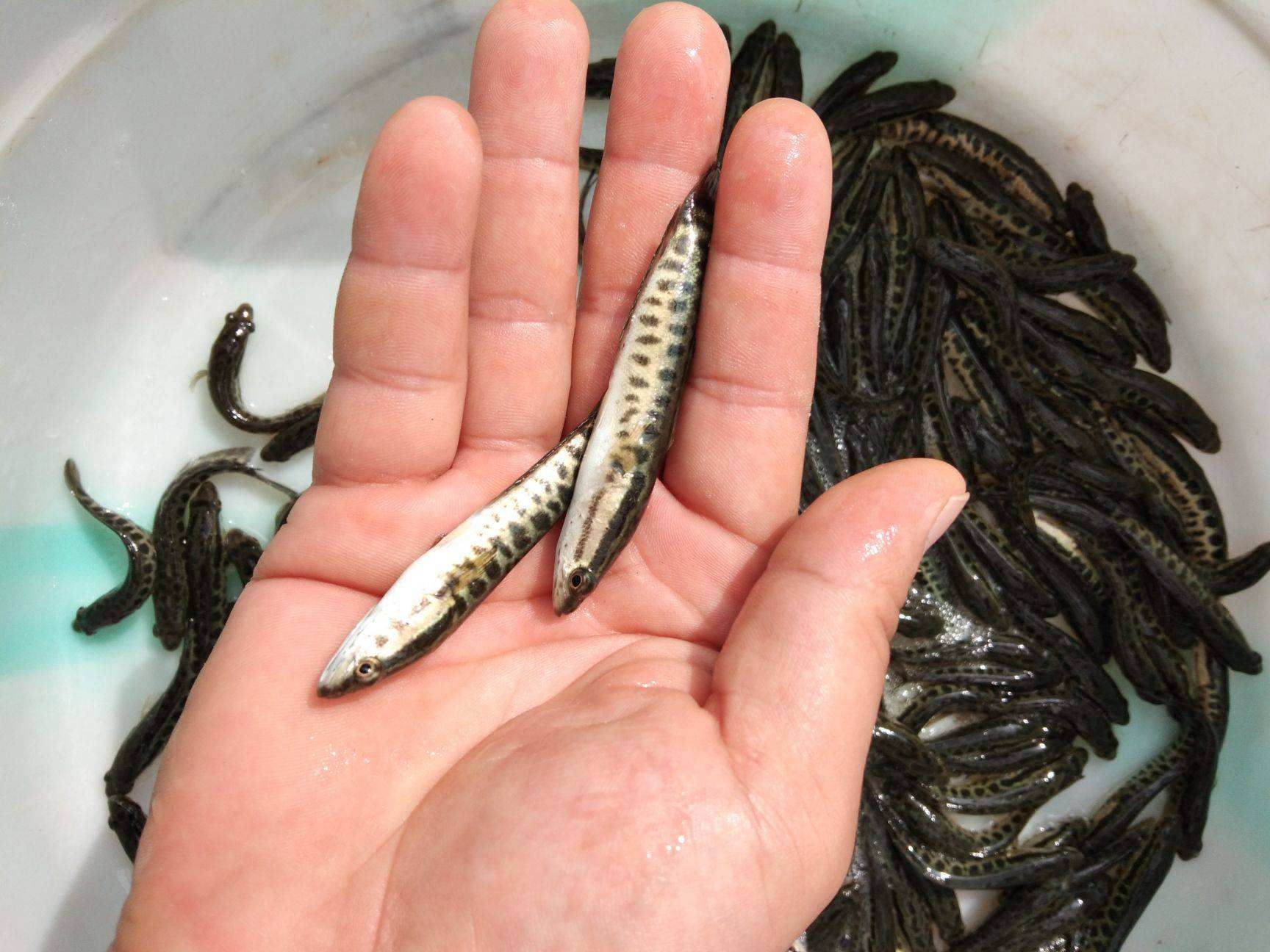 烏鱧苗   烏魚苗【又名黑魚，七星魚】2020新苗，優(yōu)惠批發(fā)，質(zhì)量保證