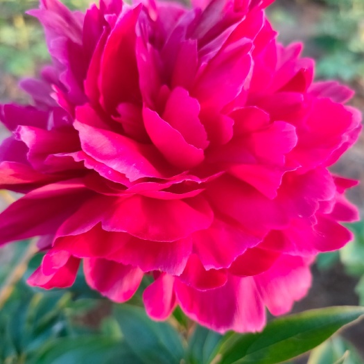 菏泽 精品牡丹芍药花基地直销价，